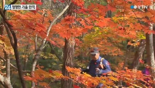 서울 단풍길 명소가 전해지면서 누리꾼의 관심이 뜨겁다.(해당 기사와 무관) / YTN 방송화면 캡처