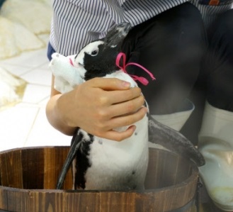 쇠푸른펭귄이란 오스트레일리아의 남부 해안과 뉴질랜드 해안에 서식하는 현존하는 가장 작은 펭귄이다. /서울신문 제공