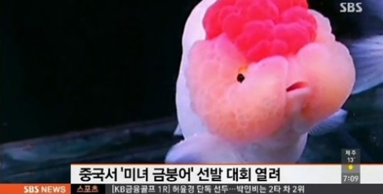 중국 미녀 금붕어 선발대회가 누리꾼들의 관심을 모으고 있다. /SBS 방송 캡처