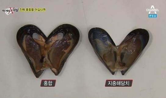 지중해담치란 무엇인지에 관심이 쏠리고 있다. /채널A 방송 캡처