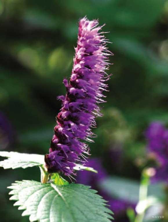 늦가을까지 자생하는 꽃향유 효능이 누리꾼들의 관심을 모으고 있다./사진=네이버 야생화도감
