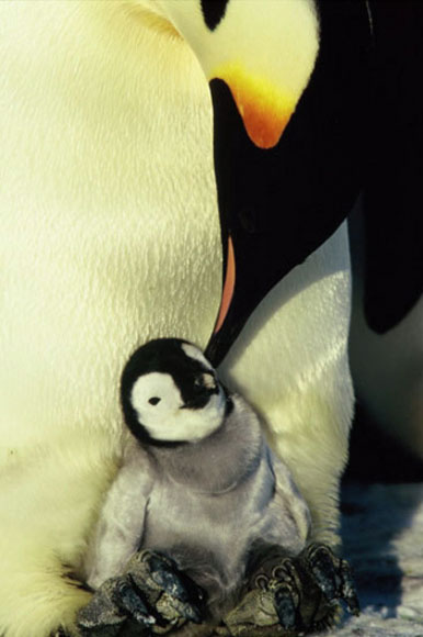 원격 조종 로봇 펭귄은 겁 많은 황제펭귄의 생태를 관찰하기 위해 만들어졌다. /온라인 커뮤니티 캡처