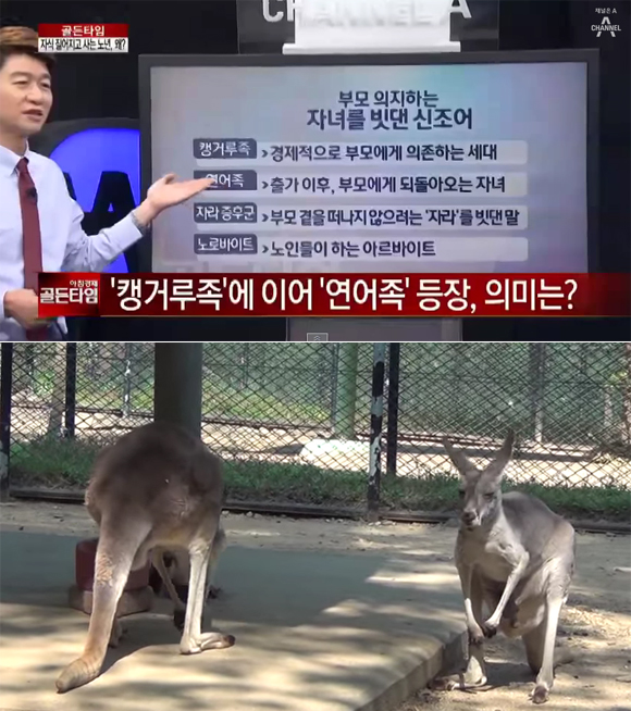 캥거루족 뜻이 주목을 받았다. 현실을 보여주는 씁쓸한 해석에 누리꾼들의 안타까움을 사고 있다. / 채널A 아침경제 골든타임 방송 화면, 유튜브 영상 캡처