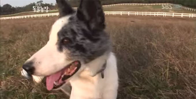 보더 콜리의 성격은 활발하며 주인에 대한 충성심이 높다고 알려져 있다. /SBS TV 동물농장 캡처