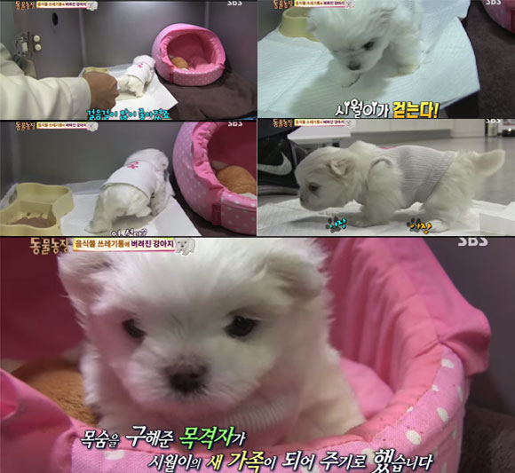 음식물 쓰레기통에 버려진 강아지 시월이가 건강이 회복돼 걸을 수 있게 되었다. / SBS 동물농장