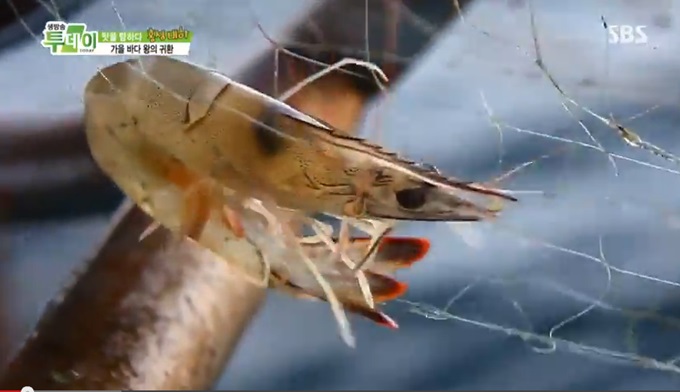 대하의 효능에 누리꾼들의 관심이 쏠린다./SBS 방송 화면 캡처