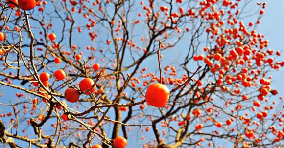 홍시의 효능 가운데 숙취 해소 효능이 알려져 잦은 과음으로 고생하는 네티즌들의 관심이 높아지고 있다. / 유튜브 영상 캡처