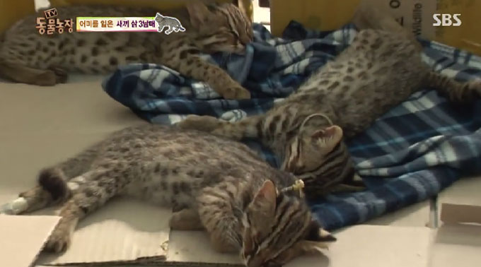 삵의 특징으로는 고양이를 닮은 외모와 온 몸에 반점이 있다./ SBS 동물농장 캡처