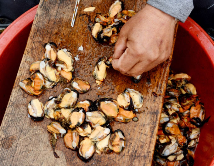 겨울 제철 해산물로 유명한 홍합이 딱딱한 껍질에서 나와 하얀 속살을 드러내고 있다. /서울신문 제공