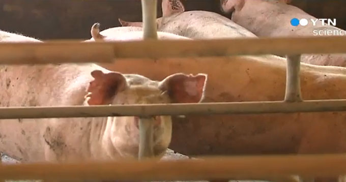 충북 진천 돼지농가 구제역 확진 소식에 인근지역에 긴장감이 돌고 있다. /YTN 방송화면 캡처