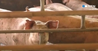  충북 진천 돼지농가 구제역 확진… 