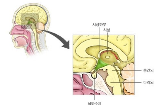 뇌 시상하부에서 발견되는 글루코키나아제(glucokinase)가 당을 갈망하게 하는 역할을 한다는 연구결과가 발표됐다. /네이버 건강 캡처