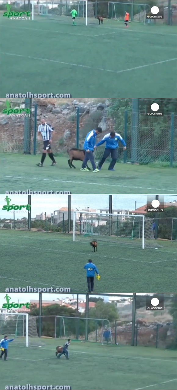 진행 요원의 제지에도 축구를 하고 싶어 경기장으로 끊임 없이 질주한 염소가 있어 눈길을 끌고 있다. / 유튜브 영상 캡처