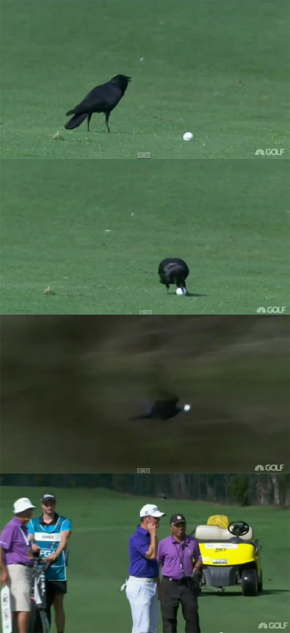 13일 호주 퀸즐랜드주 골드코스트의 로얄 파인 리조트에서 열린 호주 PGA 챔피언십 2라운드 15번 홀에서 까마귀가 사무엘 이브스의 공을 물고 날아간 사건이 발생했다. / 유튜브 캡처