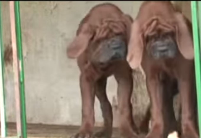 도사견이 개 전투력 순위 1위를 차지했다. 도사견은 치악력이 무려 235kg에 달한다. / 유튜브 캡처