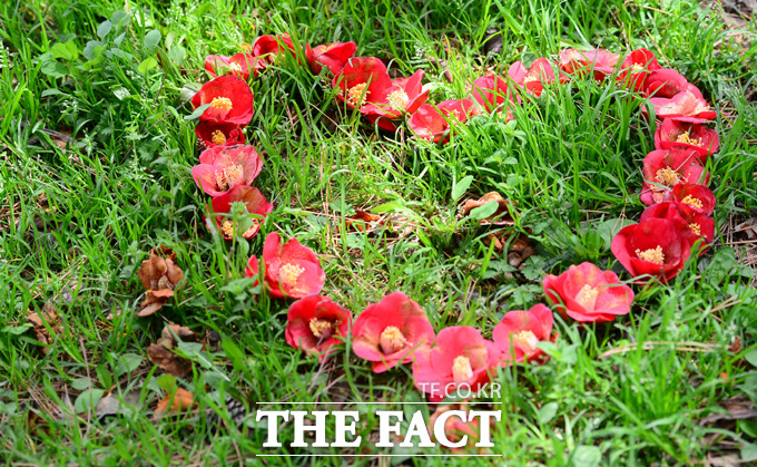 동백 꽃말에 대한 관심이 높다. 동백 꽃말은 사랑과 청렴 절조의 뜻을 담고 있다. / 더팩트 DB