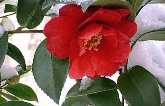 동백꽃 꽃말은 겸손한 마음, 그대를 누구보다도 사랑합니다다. 동백꽃 꽃말에는 허세 부리지 않다라는 의미도 담겨 있다. / 유튜브 캡처