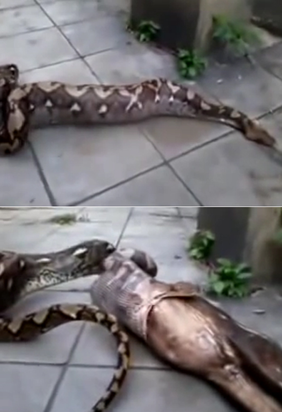유튜브에 올라온 세상에서 제일 큰 뱀 아나콘다 영상이 관심을 받고 있다. 유튜브 영상에서 아나콘다는 소를 삼켰다가 다시 토해내 보는 이들을 놀라게 하고 있다. / 유튜브 영상 캡처