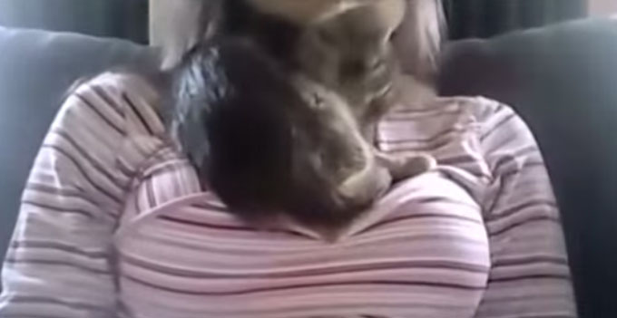 온라인 동영상 공유 사이트 유튜브에 올라온 19금 가슴에 집착하는 고양이 영상이 누리꾼들의 이목을 끌고 있다. / 유튜브 영상 캡처