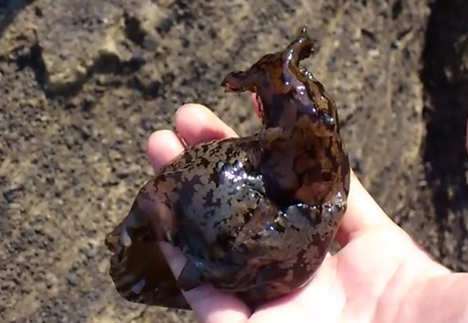 군소는 바다에 사는 연체동물로 육지에 사는 민달팽이와 유사하게 생겼다고 해서 바다의 달팽이로 불린다. 군소는 산란 시 1억 개가량의 알을 산란해 다산의 상징이기도 하다. /유튜브 영상 갈무리