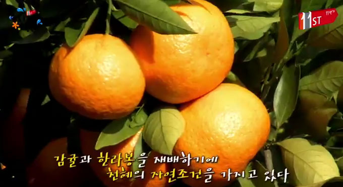 한라봉 칼로리. 한라봉 칼로리는 100g당 48kcal이다. 한라봉 칼로리는 100g당 39kcal인 귤과 비슷한 수준이다. /유튜브 영상 캡처