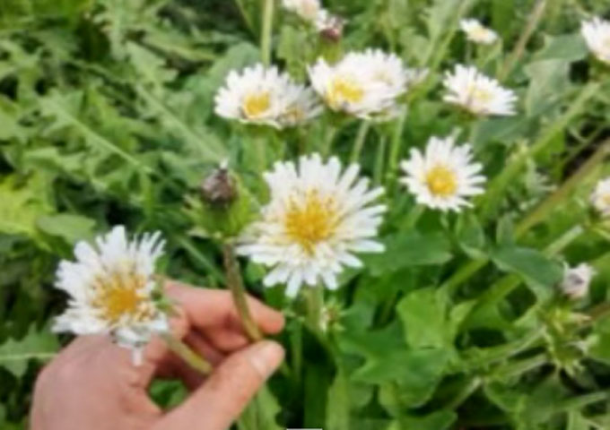 민들레 잎 효능, 치료약으로 사용된다. 민들레 잎 효능이 주목받고 있다. 민들레 잎 효능은 해열·해독 등이 꼽힌다. /유튜브 영상 캡처