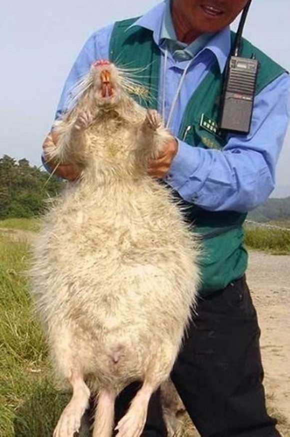 뉴트리아 식용 실패 이유가 뭘까. 뉴트리아 문제로 농가에서 골머리를 앓고 있는 가운데 뉴트리아 식용 실패에 대해 누리꾼의 관심이 커지고 있다./온라인 커뮤니티