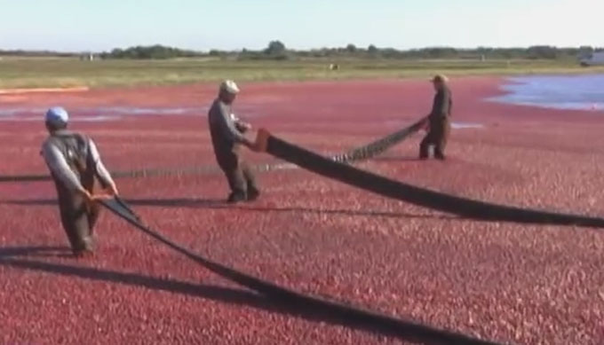 크랜베리 효능, 혈중 콜레스테롤 저하. 크랜베리 효능에 대한 누리꾼들의 관심이 높아지고 있다. 크랜베리는 좋은 콜레스테롤인 HDL 콜레스테롤의 농도를 증가시키고 강력한 항산화제 작용을 해 심장 건강을 증진시키는 효능이 있다. /크랜베리 효능. 유튜브 영상 갈무리