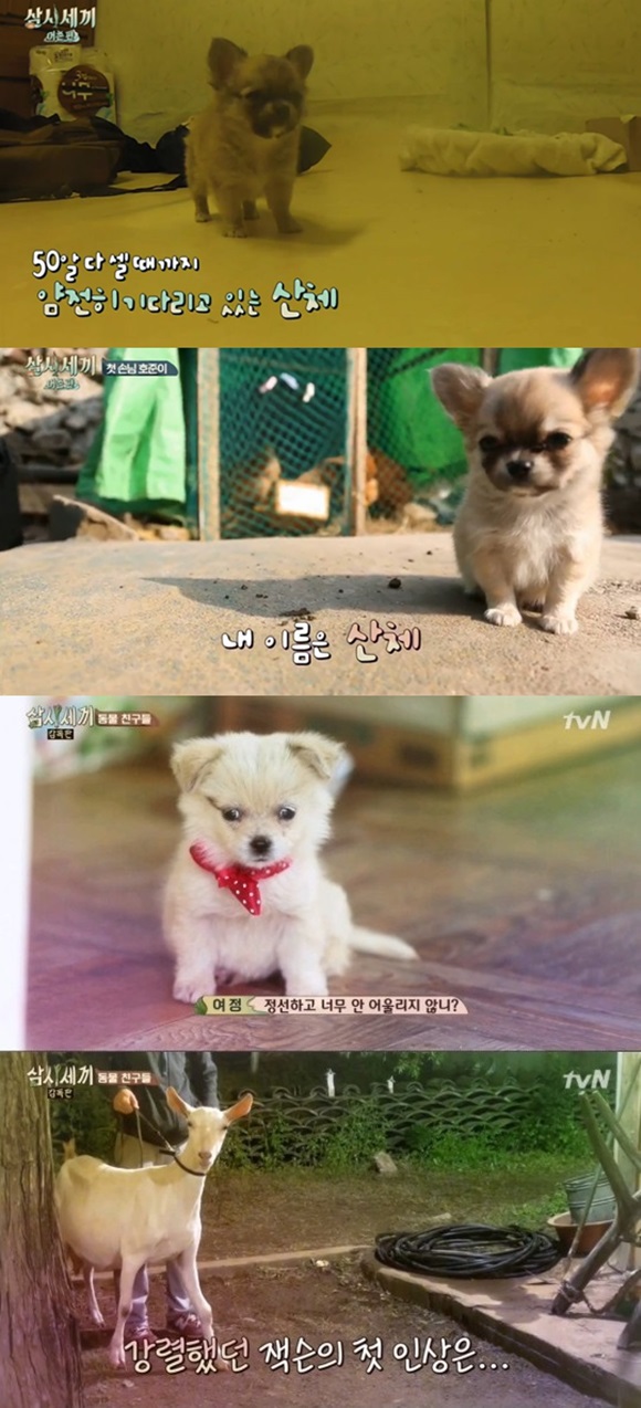 삼시세끼 동물들이 선사하는 재미. tvN 삼시세끼가 농촌편부터 어촌편까지 함께 사는 동물들의 재롱으로 웃음을 주고 있다. / 삼시세끼 방송 캡처