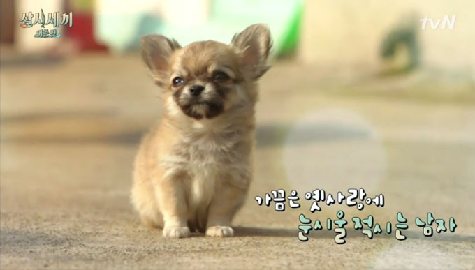 장모치와와의 귀여운 모습. 장모치와와의 인기가 빠르게 높아지고 있다. 장모치와와는 너구리처럼 귀여운 얼굴에 작은 체구로 뭇 사람들의 마음을 사로잡는다. /tvN 삼시세끼 어촌편 캡처