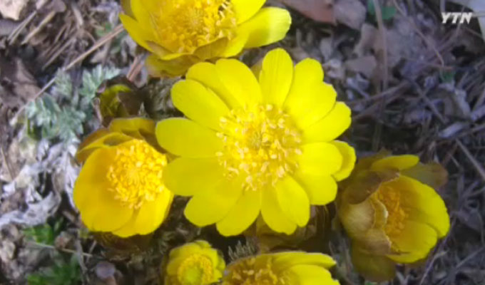 복수초 꽃말과 함께 누리꾼 관심 끈 효능은? 복수초 꽃말과 함께 그 효능이 누리꾼들의 이목을 끌고 있다. 복수초 꽃말은 슬픈 추억과 영원한 행복이며, 부종 등 치료에 사용되는 것으로 알려졌다./ YTN 방송 화면 캡처