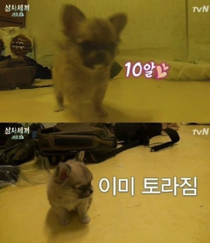 장모치와와 산체 애교 눈길 지난달 30일 tvN 예능프로그램 삼시세끼-어촌편에서 배우 손호준과 애완견 산체의 만남이 그려졌다. 이에 따라 장모치와와에 대한 누리꾼들의 관심이 집중되고 있다./ tvN 방송 화면 갈무리