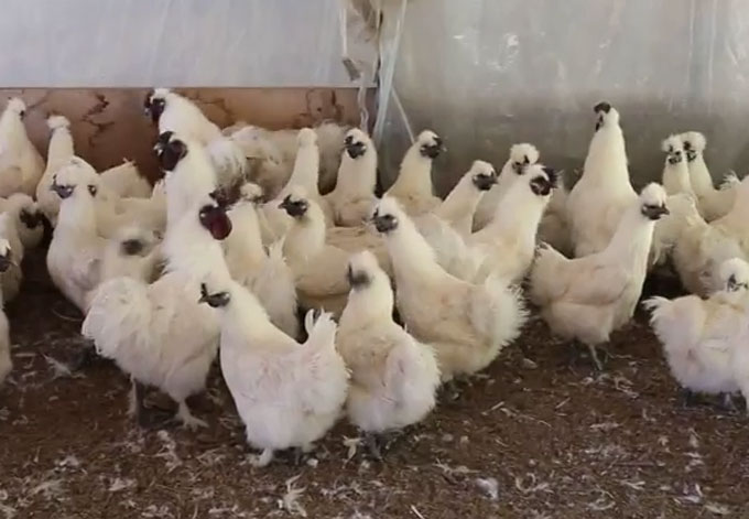 백봉오골계 알, 다양한 성분 함유. 백봉오골계에 대한 누리꾼들의 관심이 높아지고 있다. 백봉오골계는 허리 협착증 환자들에게 명약으로 인정을 받고 있다. /유튜브 영상 갈무리