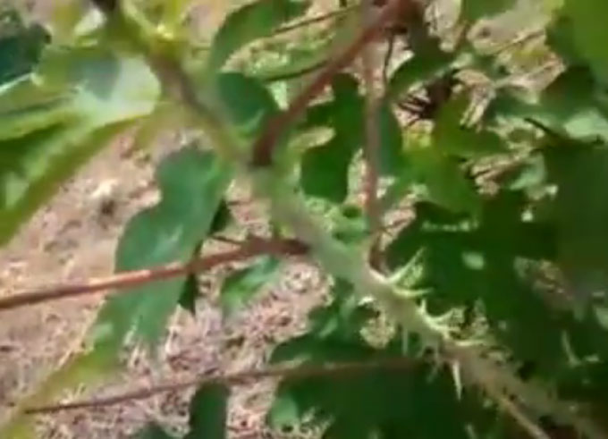 두릅나무 효능, 약재로 드세요. 두릅나무 효능이 주목받고 있다. 두릅나무 효능은 무기력증, 위장병, 신경쇠약, 저혈압, 위장병, 신장병, 고혈압, 간 질환, 신경통, 당뇨 등에 두루 적용된다. /유튜브 영상 캡처