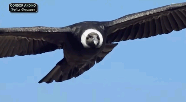 콘도르 소화 기관의 비밀은? 콘도르가 썩은 고기를 먹고도 죽지 않는 이유가 밝혀졌다. 콘도르는 진화를 통해 세균을 죽이고, 또 공존할 수 있다. / 유튜브 캡처