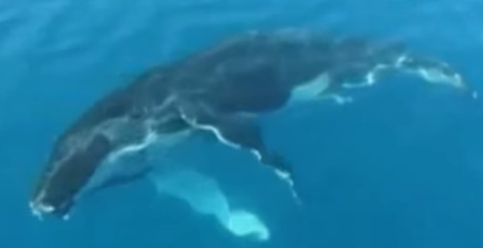 긴수염고래특징 주목! 긴수염고래특징에 대한 관심이 뜨겁다. 긴수염고래특징은 수염판이 480개가 넘는다는 것이다. / 유튜브 영상 캡처