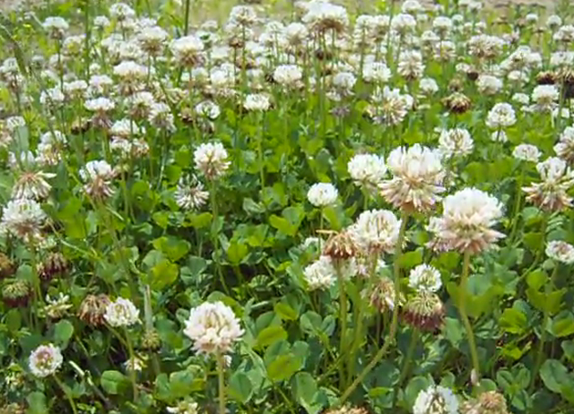 토끼풀의 특징. 토끼풀은 우리 주변에서 흔하게 볼 수 있는 식물이다. 토끼풀의 특징은 산뜻하고 감칠맛이 있어서 나물로 무쳐 먹을 수 있다는 것이다. / 유튜브 캡처