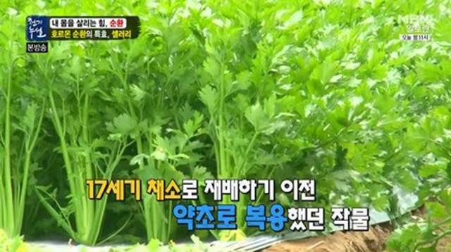 셀러리 다이어트 효과 셀러리가 최고의 다이어트 식품으로 주목을 받고 있다. 하지만 셀러리를 많이 먹으면 변비에 걸릴 수도 있다. / 천기누설 캡처