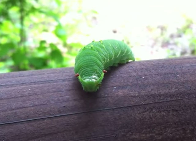 아이쉐아이아 뜻은? 아이쉐아이아 뜻을 궁금해하는 이들이 늘고 있다. 아이쉐아이아 뜻은 캐나다 산봉우리 이름에서 유래했지만 그 정확한 의미는 알려진 바가 없다. /유튜브 영상 캡처 (사진은 기사와 무관)