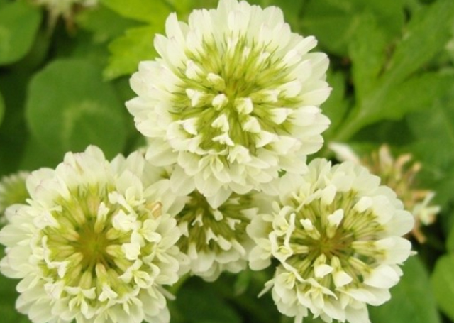 토끼풀 특징, 행운의 네잎클로버는 일시적 기형 토끼풀의 특징이 누리꾼들의 시선을 모으고 있다. /온라인 커뮤니티