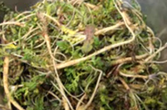 3월 제철음식 냉이가 가진 효능은? 3월 제철음식 냉이에는 비타민 A와 C등이 풍부하게 들어있다./ 유튜브 영상 캡처