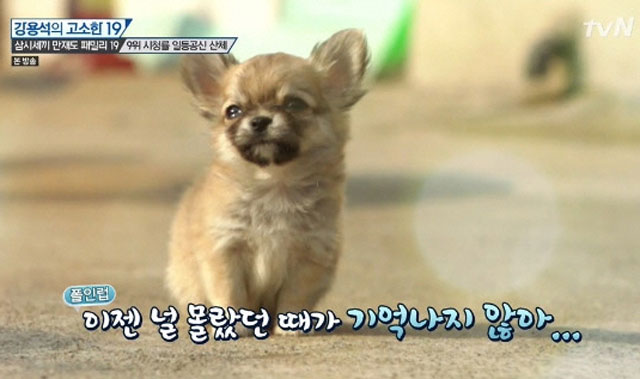 장모치와와 산체, 조연출이 실제 키우는 강아지. 장모치와와 산체가 삼시세끼에 출연하게 된 배경이 눈길을 끈다. 장모치와와 산체는 주인을 따라 만재도 출장에 동행했다가 스태프의 사랑을 한몸에 받으며 투입 결정을 받게 됐다. /tvN 방송화면 캡처