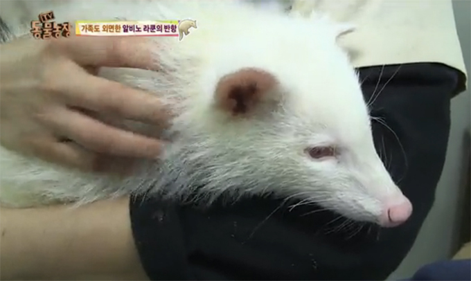 알비노 증후군 동물들 야생에서는 위험. 알비노 증후군을 앓는 동물들은 야생에서 수명이 짧은 것으로 알려졌다./SBS동물농장캡처
