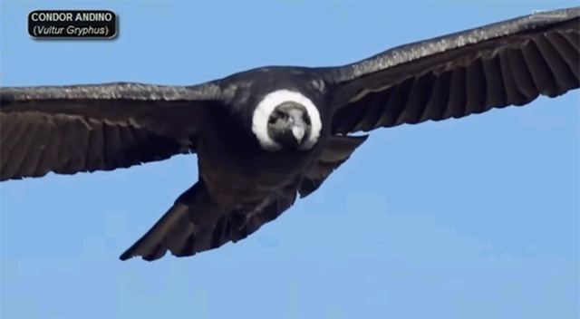 콘도르 관심 집중. 콘도르에 대한 관심이 드높다. 콘도르는 맹금류다. / 유튜브 영상 캡처