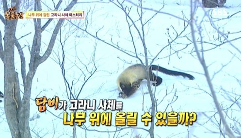 멸종 위기의 담비가 우리나라에서 발견됐다. 멸종 위기 동물인 담비가 누리꾼들의 관심을 모으고 있다. /SBS 동물농장 캡처