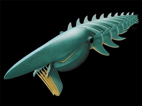 5억 년 전 바다 생명체 복원. 5억 년 전 바다 생명체 복원 소식이 누리꾼들의 관심을 받고 있다. 복원된 5억 년 전 바다 생명체는 아에기로카시스이다. /사이언스 Marianne Collins