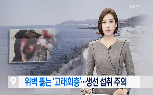 고래회충 아니사키스에 감염되면? 고래회충 아니사키스에 대한 누리꾼들의 이목이 쏠리고 있다./ KBS1 방송 화면 캡처