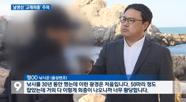 고래회충의 심각성. 봄이 찾아오면서 고래회충이 급증하고 있어 소비자들의 불안감을 높이고 있다. /KBS 뉴스 화면 캡처