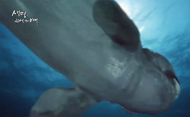 둔클레오스테우스란, 턱뼈 발달한 고대 해양 생물체. 둔클레오스테우스란 온라인 게임 리니지에서 몬스터로 등장해 더욱 유명해졌다. 둔클레오스테우스란 다른 판피어들처럼 발달한 턱을 갖고 있다./EBS 방송화면 캡처