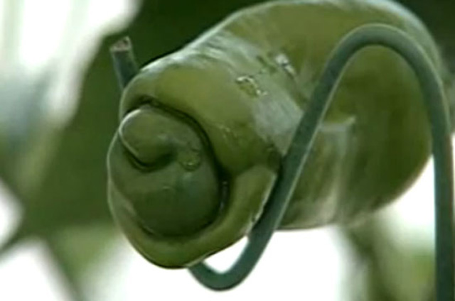 피터고추, 원산지는 멕시코! 피터고추가 특이한 생김새로 눈길을 끌고 있다. 피터고추는 멕시코 자생 고추로 우리나라에서는 남근고추로 불린다. /ytn뉴스 영상 갈무리